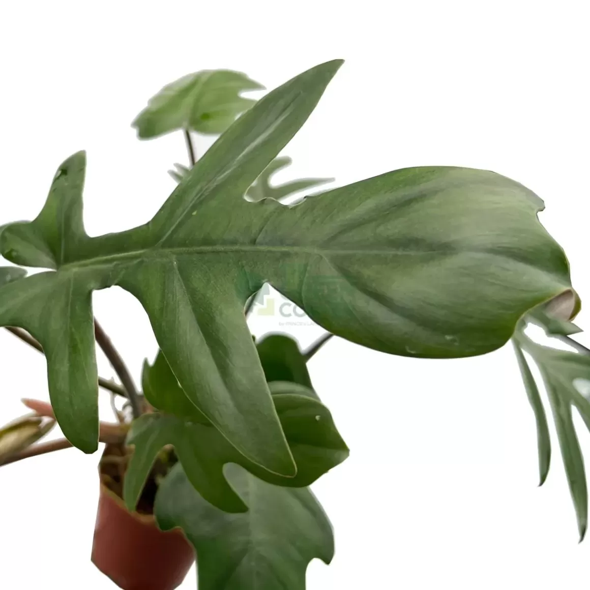 Hot Philodendron Mayoii Philodendron