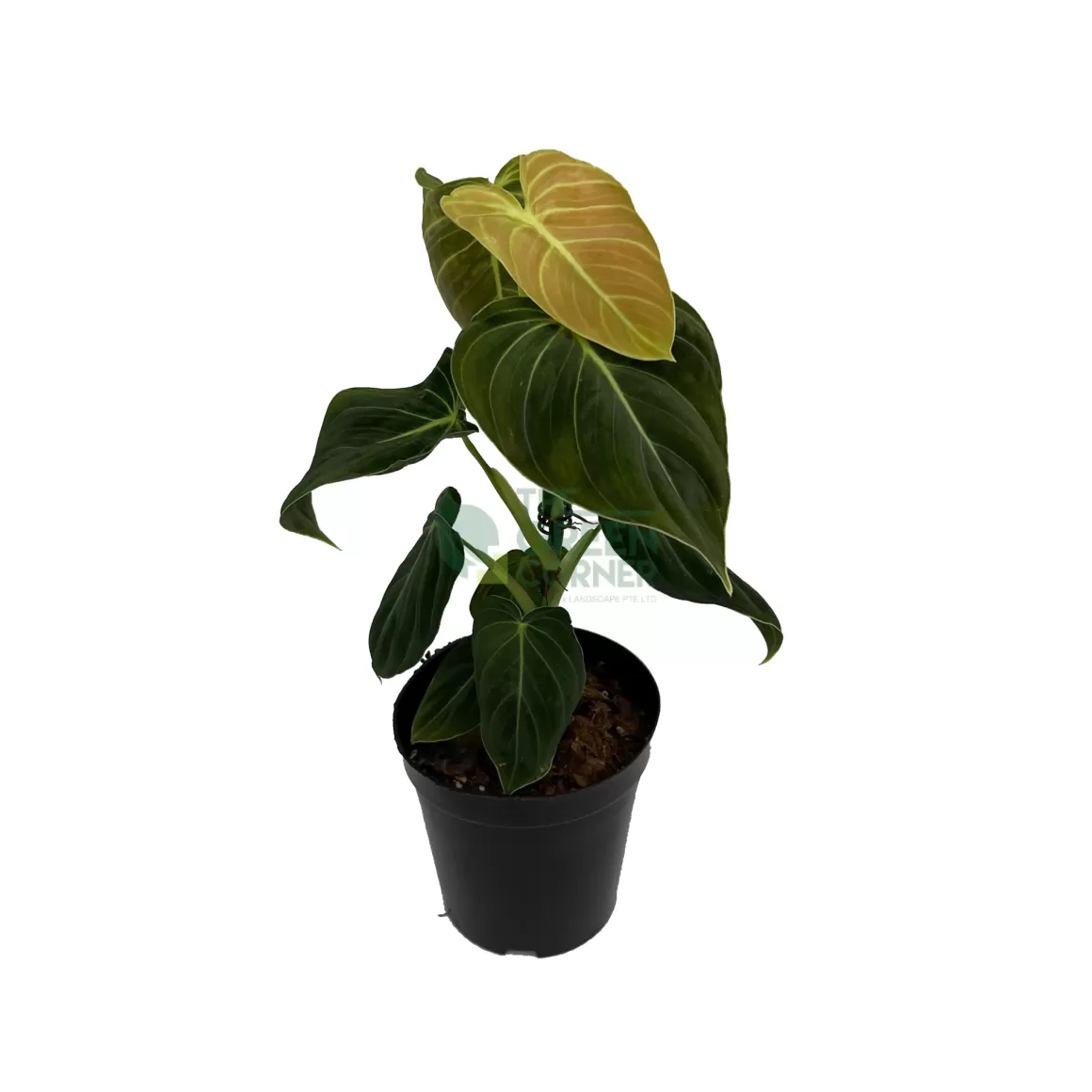 Cheap Philodendron Melanochrysum Philodendron