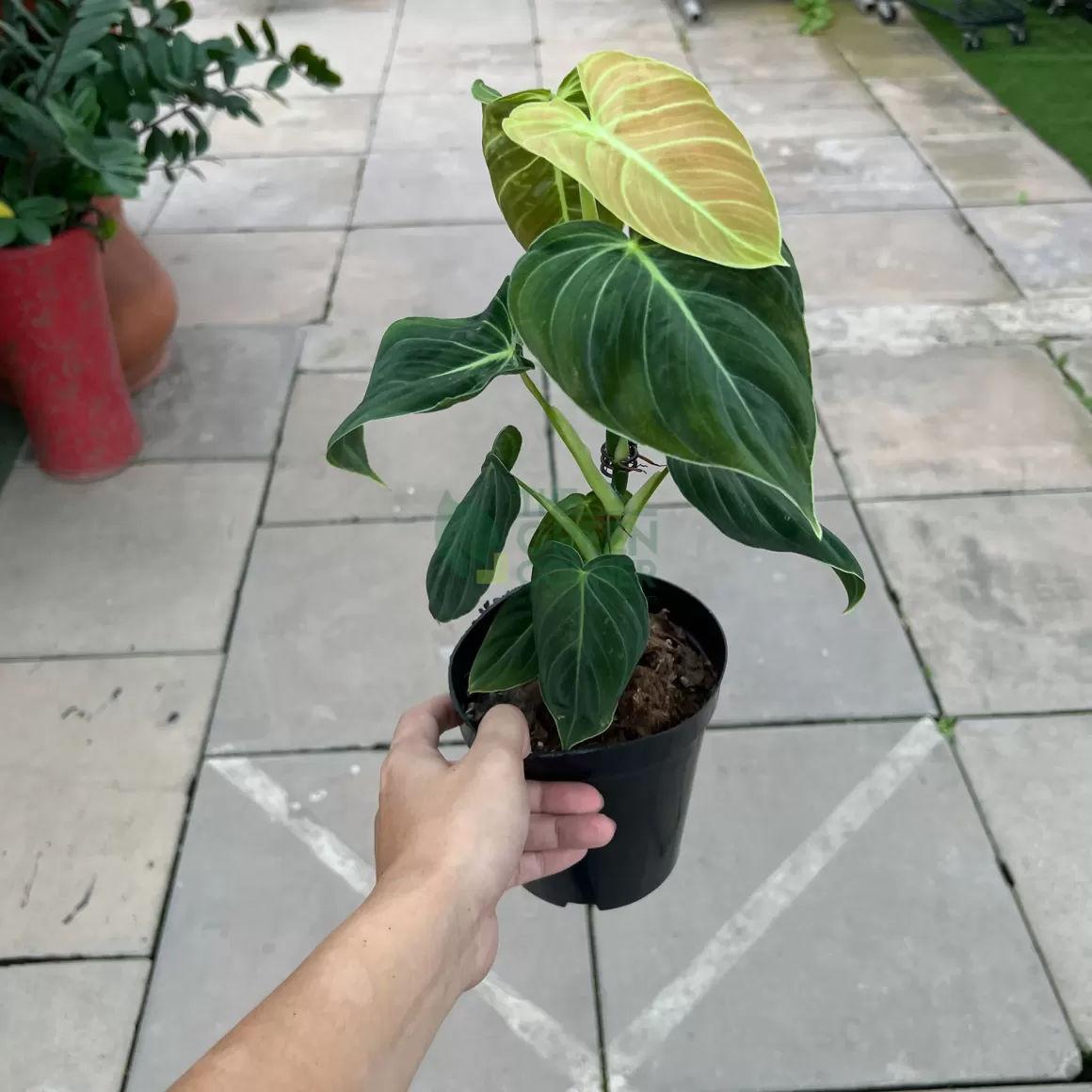 Cheap Philodendron Melanochrysum Philodendron