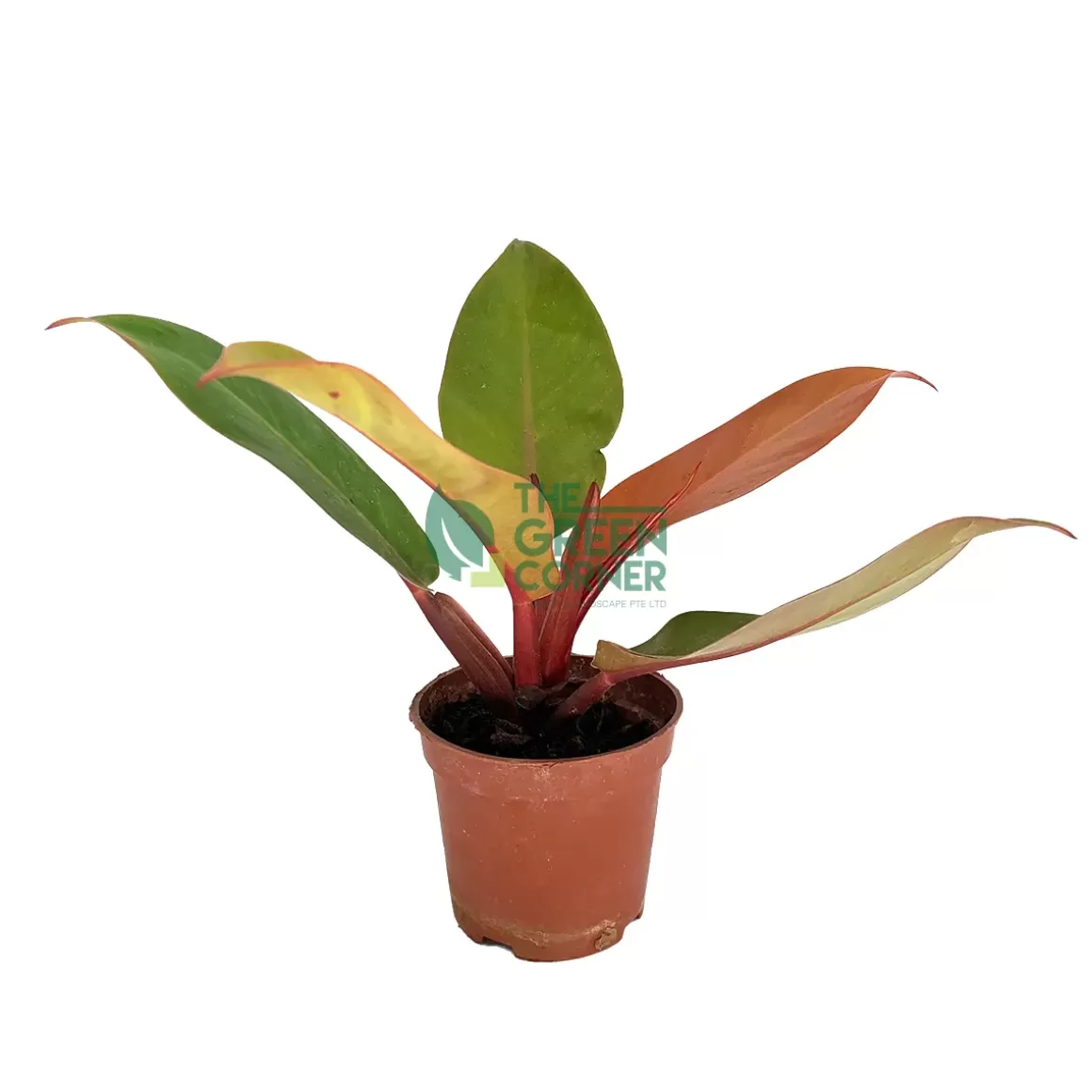 Flash Sale Philodendron Orange Congo Pot 90Mm Philodendron