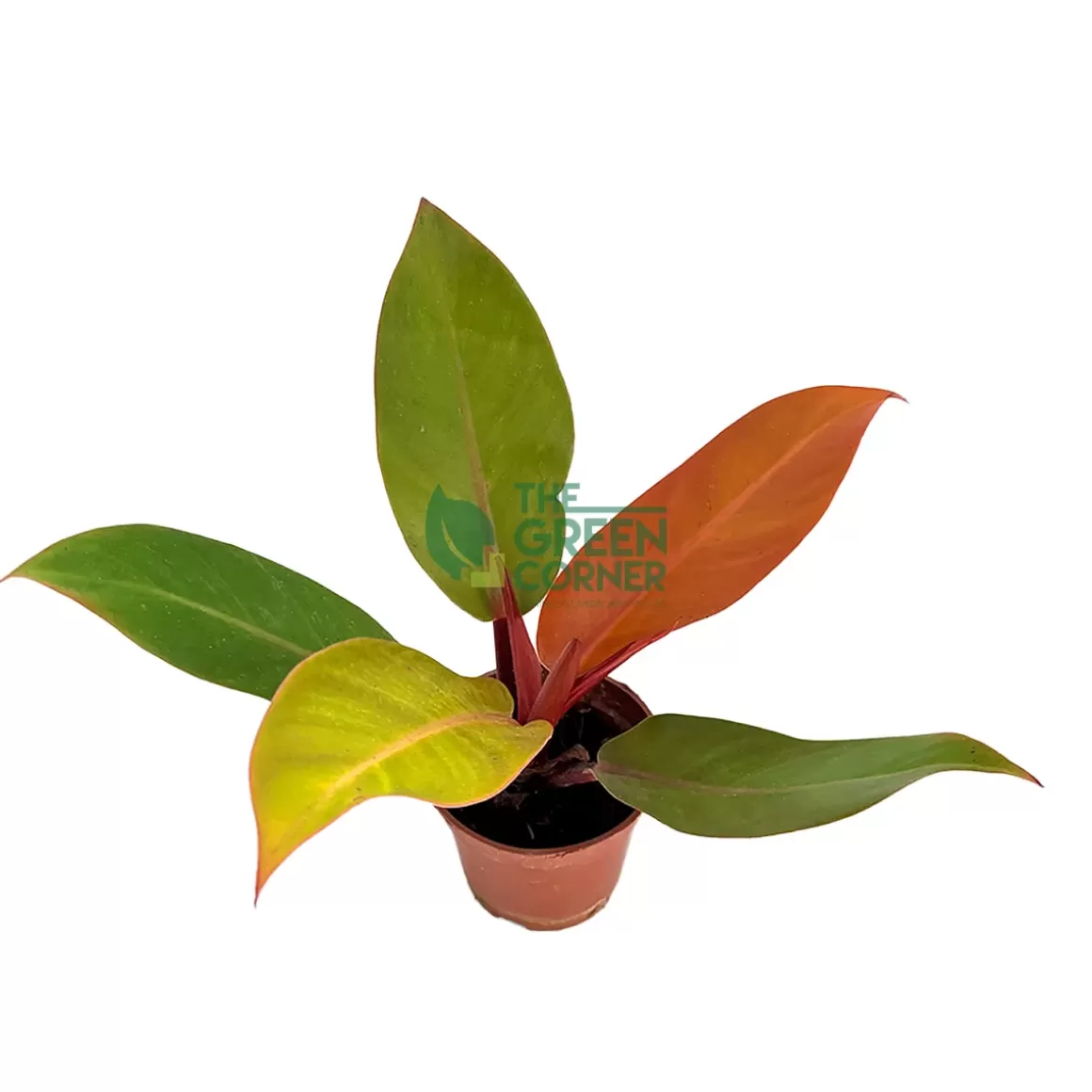 Flash Sale Philodendron Orange Congo Pot 90Mm Philodendron