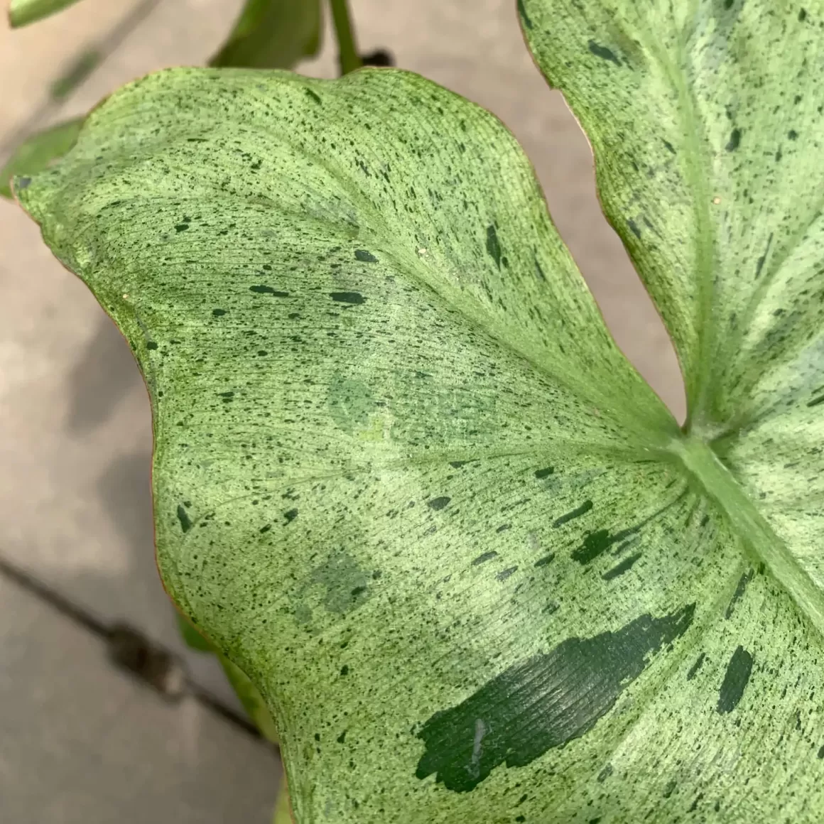Outlet Philodendron Paraiso Verde Philodendron