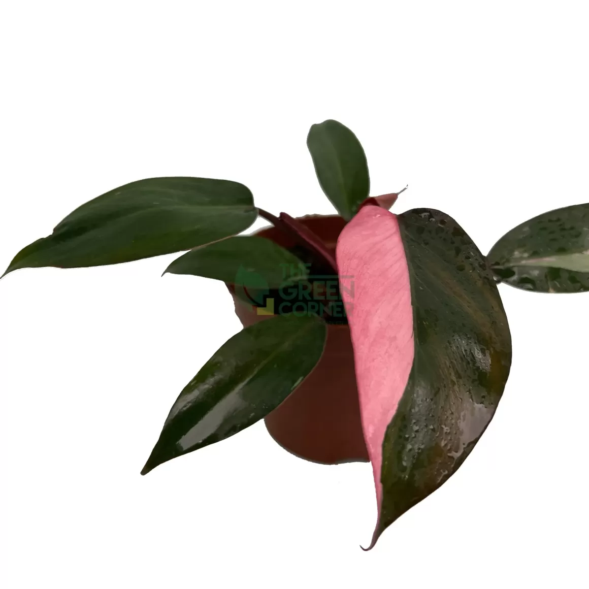 Sale Philodendron Pink Princess Philodendron