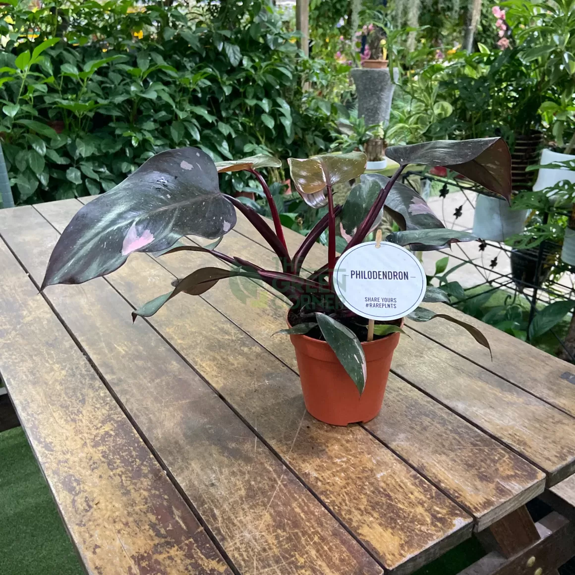 Sale Philodendron Pink Princess Philodendron