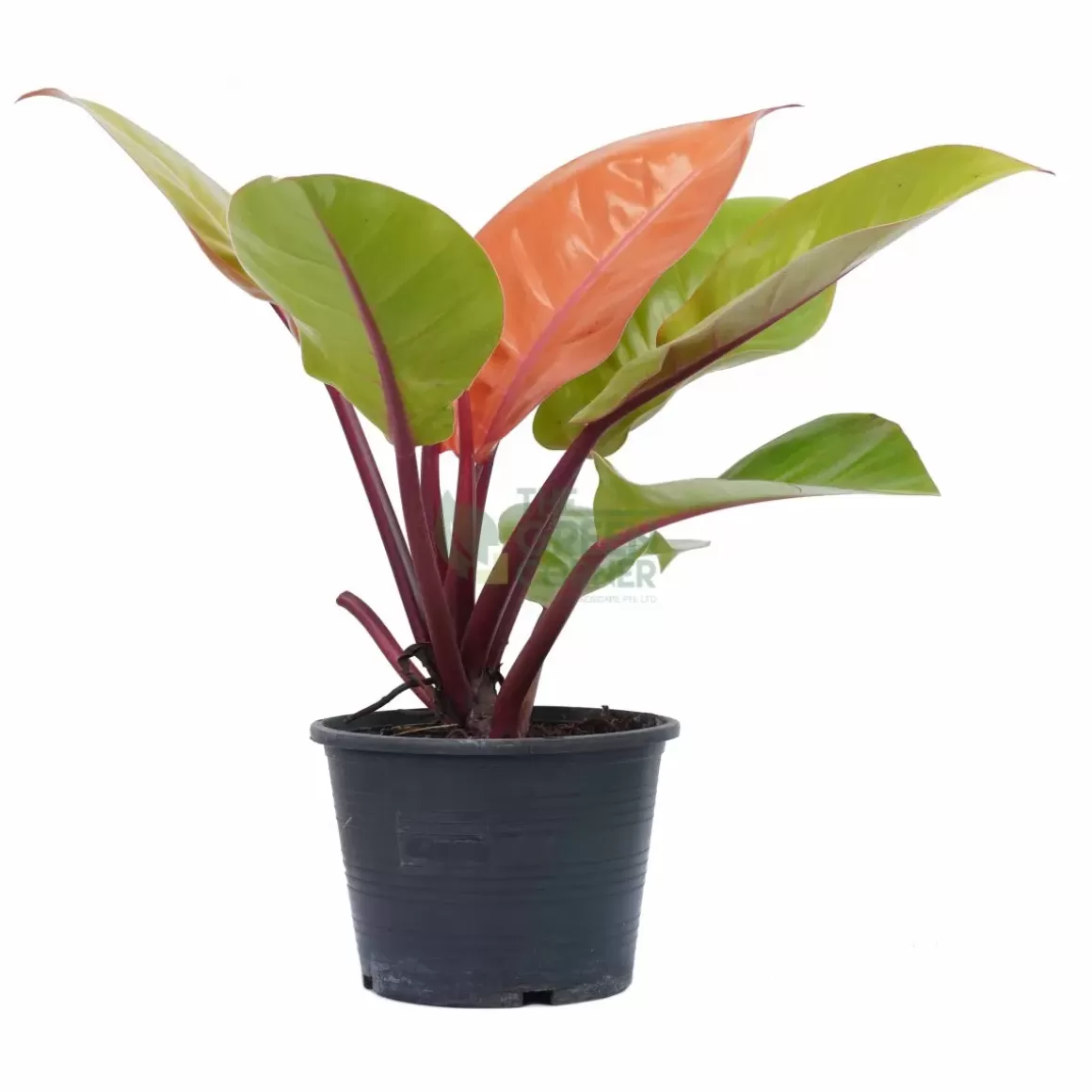 New Philodendron Prince Of Orange Philodendron