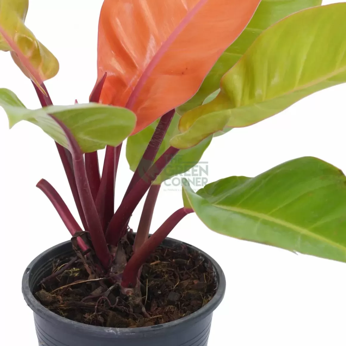 New Philodendron Prince Of Orange Philodendron