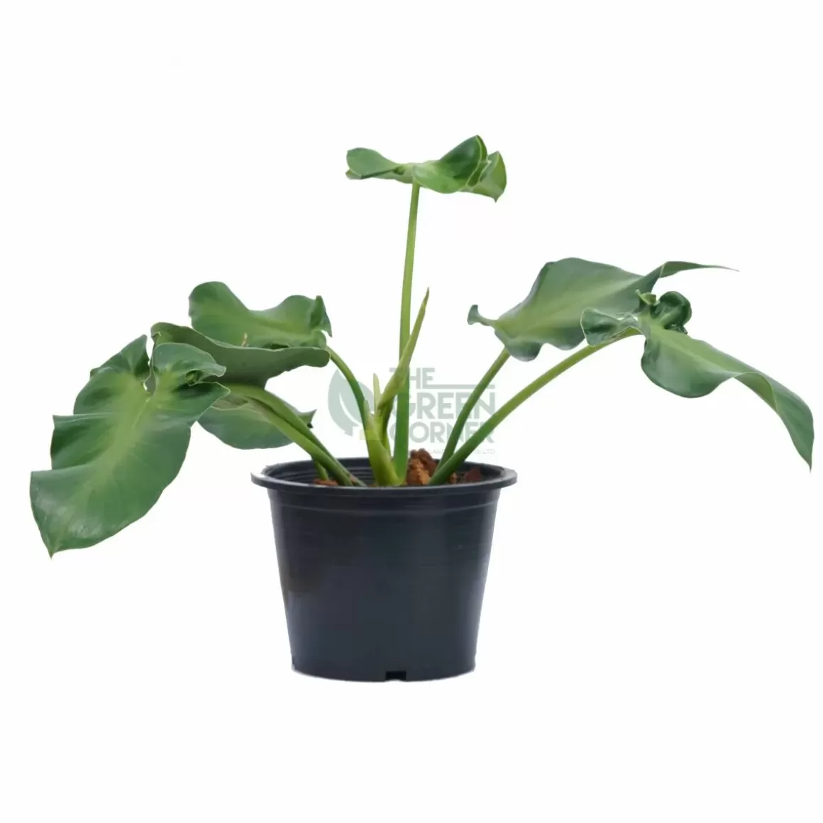 Cheap Philodendron Rugosum Aberrant Form Philodendron
