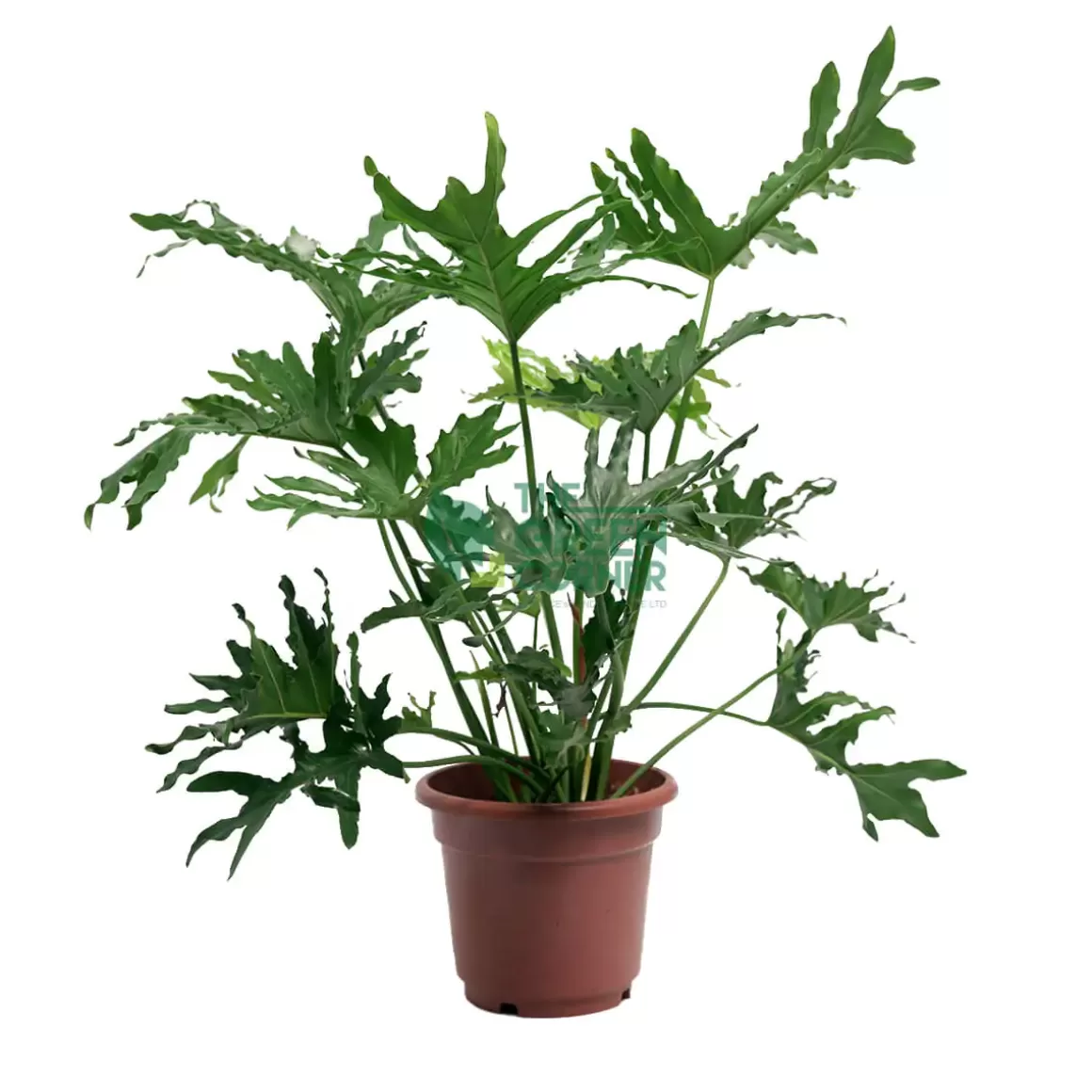 Sale Philodendron Selloum Pot 270Mm Philodendron
