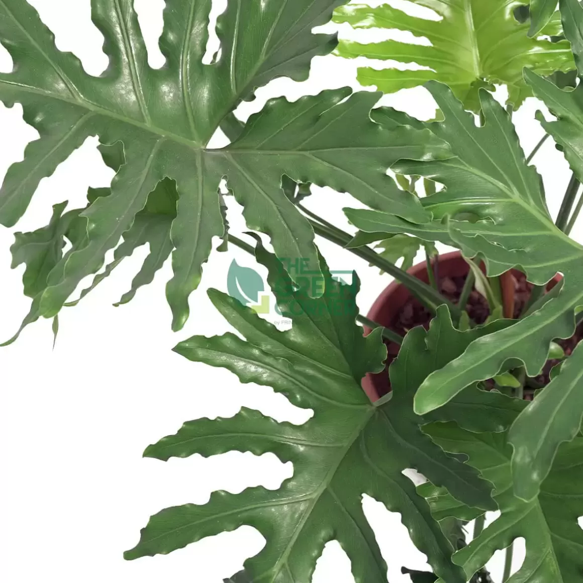 Sale Philodendron Selloum Pot 270Mm Philodendron