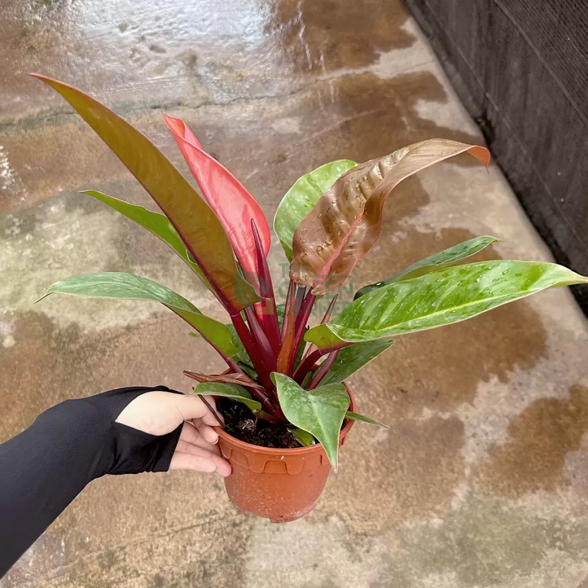 Sale Philodendron Sunrise Philodendron