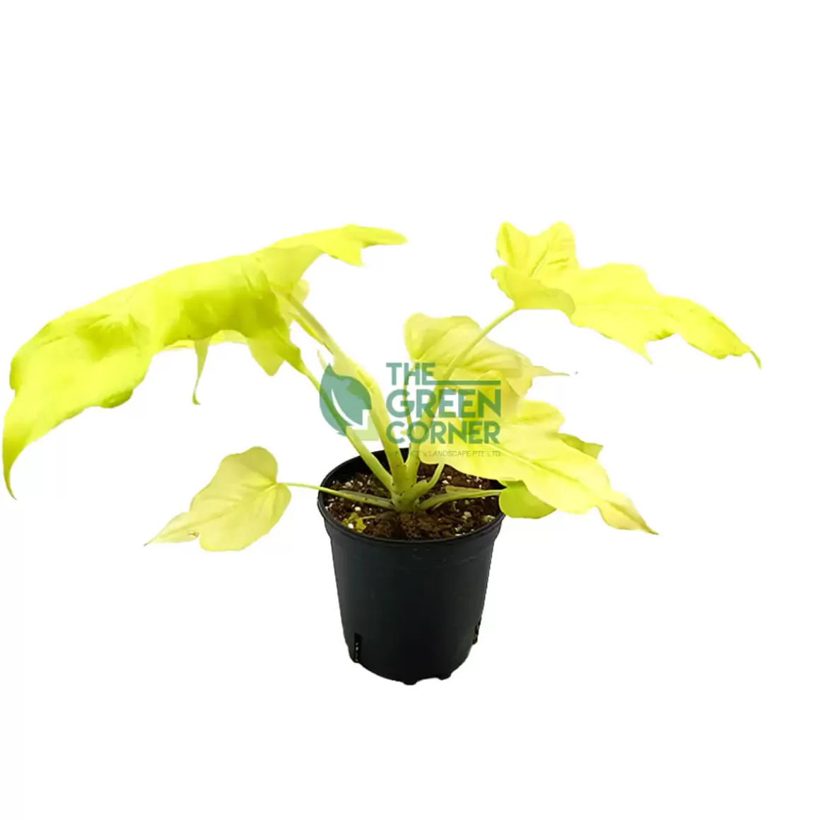 Sale Philodendron Warscewiczii 'Aurea Flavum' Pot 150Mm Philodendron