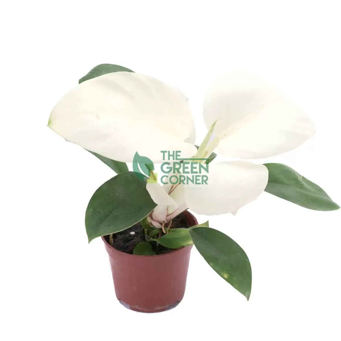 Store Philodendron White Congo Pot 90Mm Philodendron