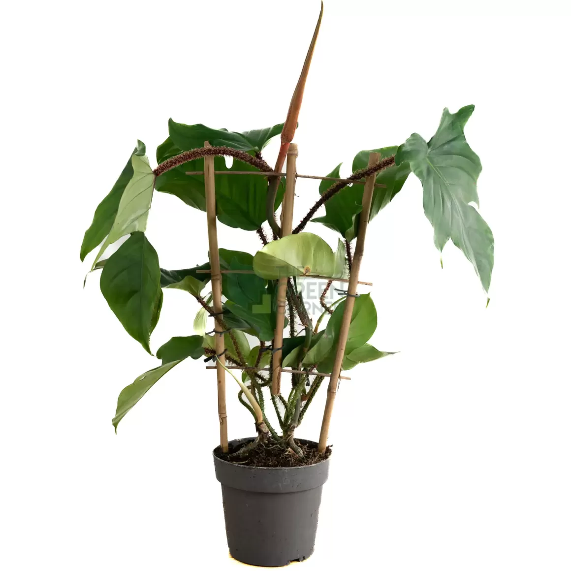 Shop Philodendronsquamiferum 'Red Wonder' Pot 190Mm Philodendron