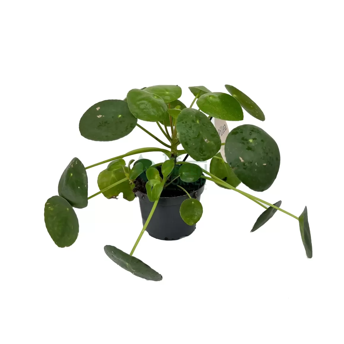 Hot Pilea Peperomioides Indoor Plants
