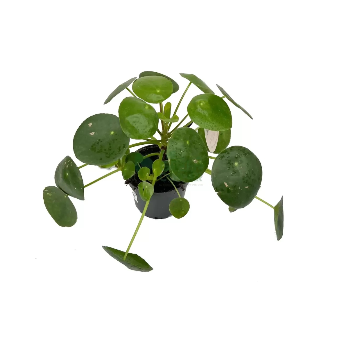 Hot Pilea Peperomioides Indoor Plants