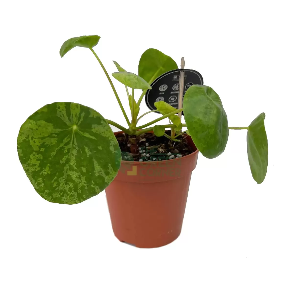 Shop Pilea Peperomioides Mojito Indoor Plants