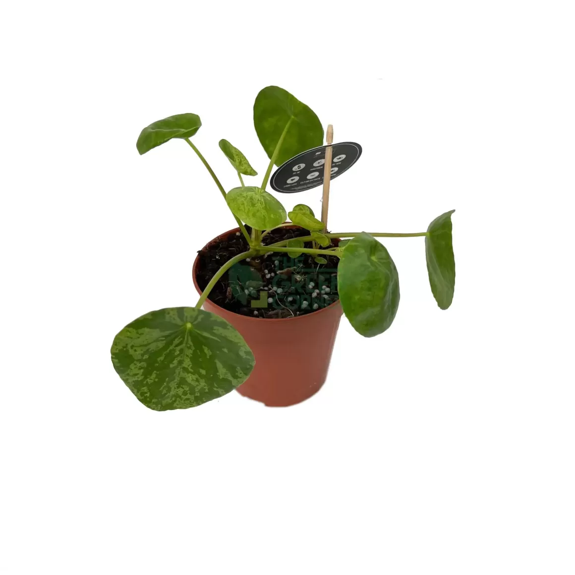 Shop Pilea Peperomioides Mojito Indoor Plants