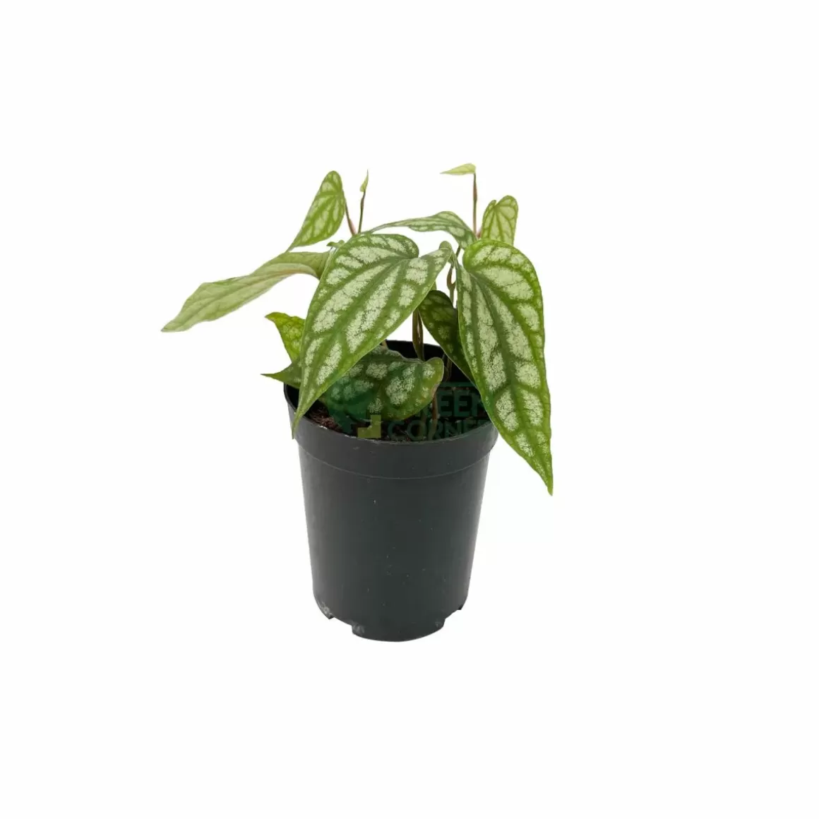 Fashion Piper Argyrites Indoor Plants