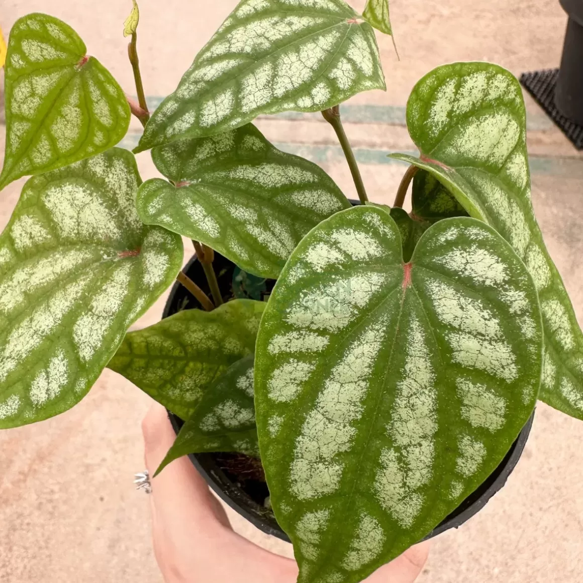 Fashion Piper Argyrites Indoor Plants
