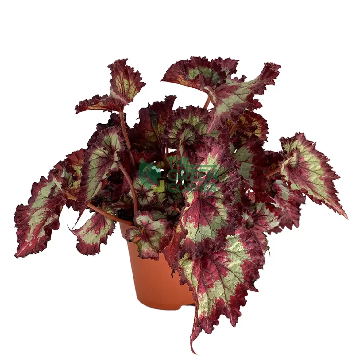 Shop Rex Begonia 'Magic Colours' Pot 120Mm Begonia