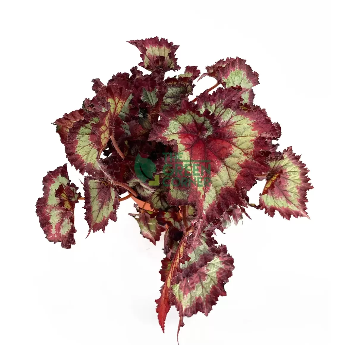 Shop Rex Begonia 'Magic Colours' Pot 120Mm Begonia