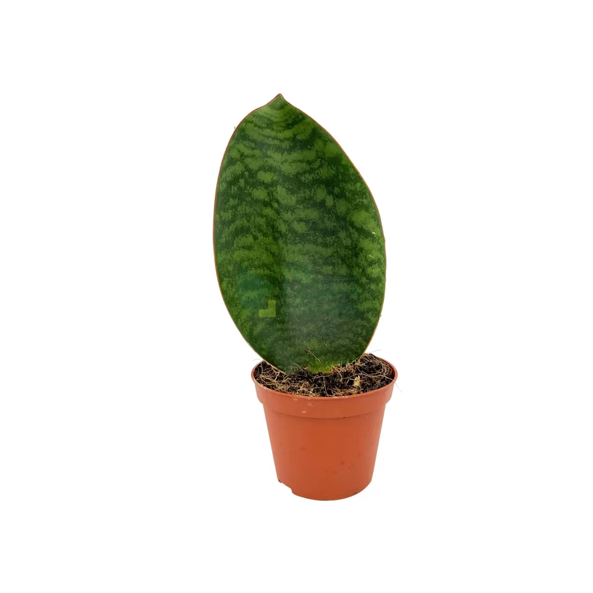 Discount Sansevieria Masoniana 'Whalefin' Indoor Plants