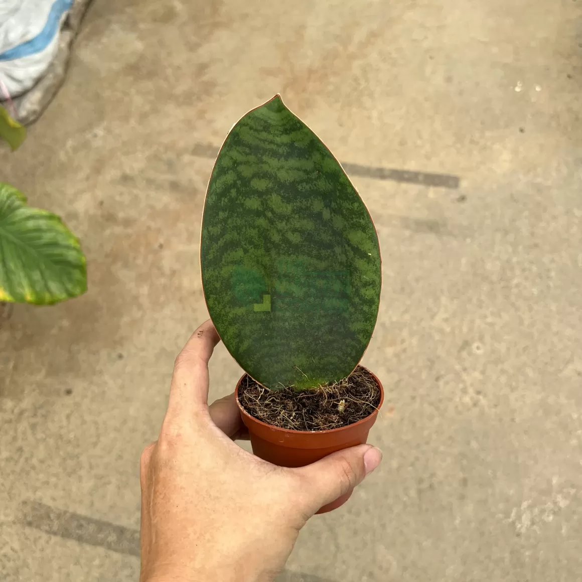 Discount Sansevieria Masoniana 'Whalefin' Indoor Plants