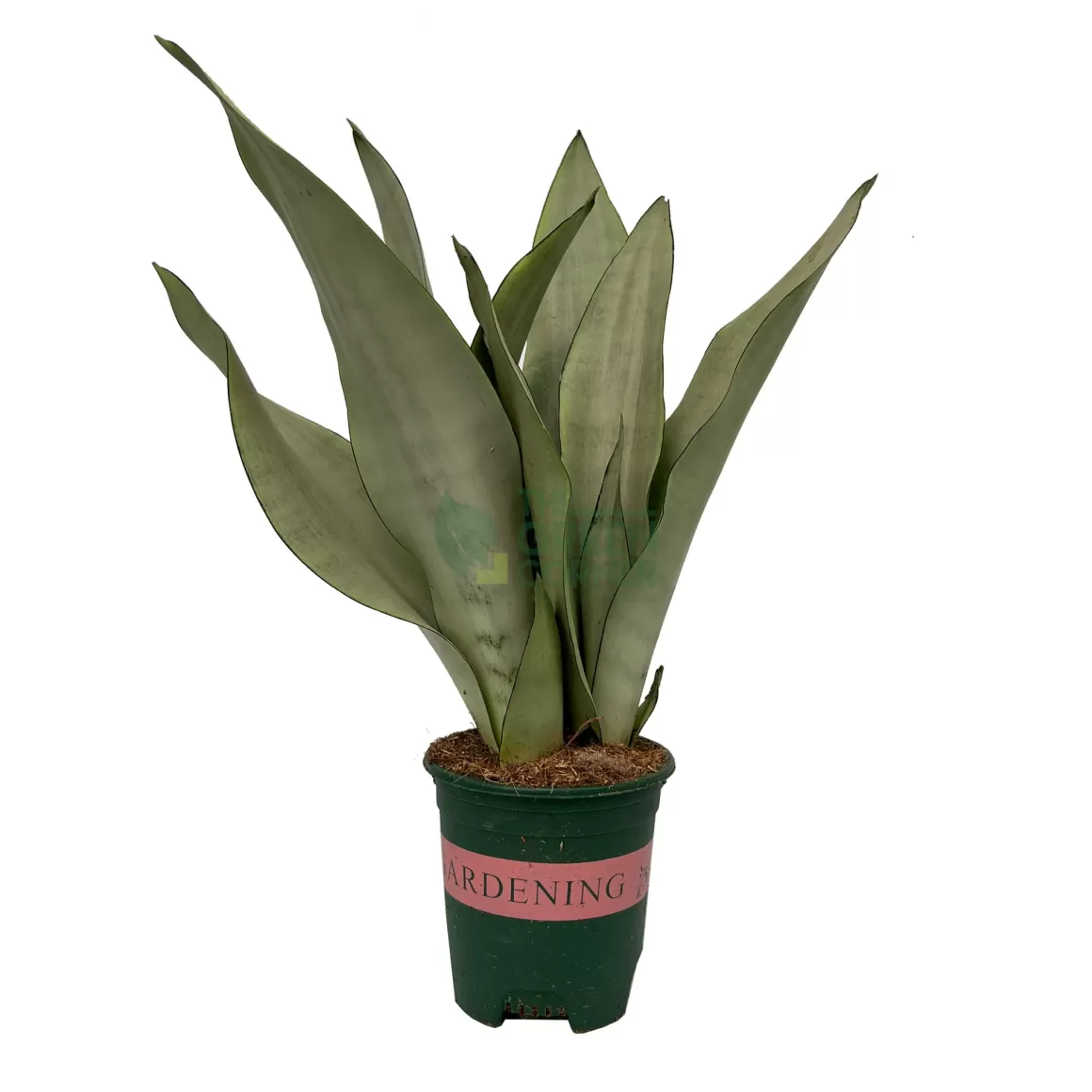 Shop Sansevieria Moonshine Indoor Plants
