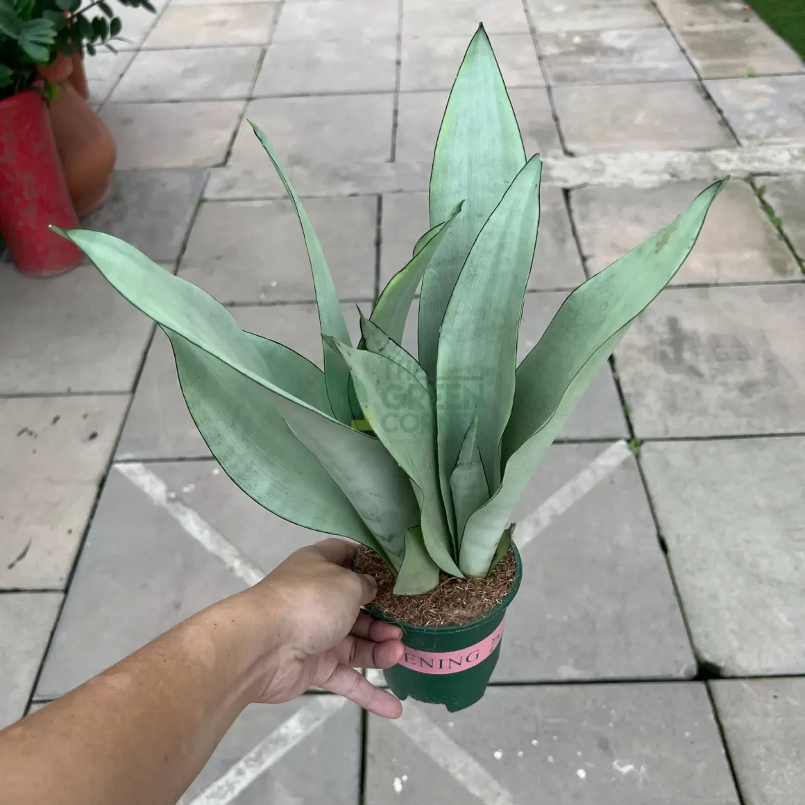 Shop Sansevieria Moonshine Indoor Plants
