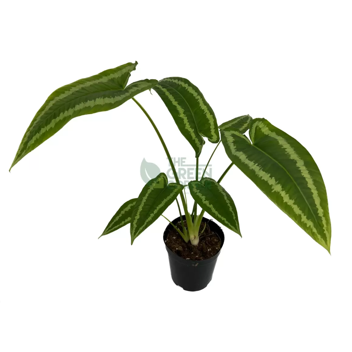 Discount Schismatoglottis Wallichii Indoor Plants