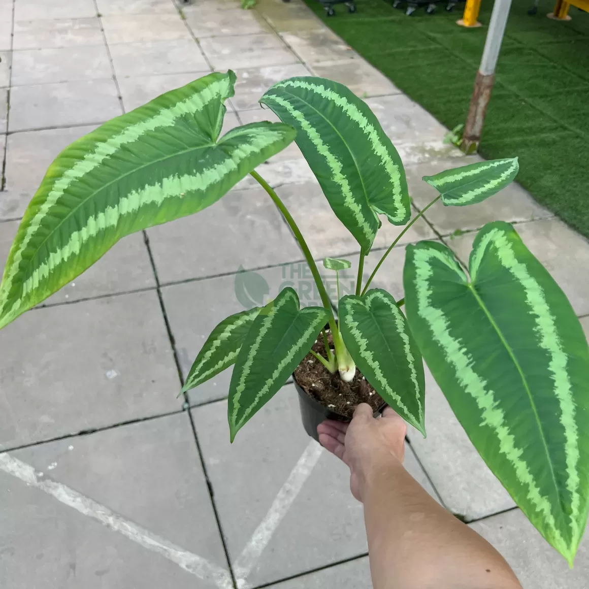 Discount Schismatoglottis Wallichii Indoor Plants