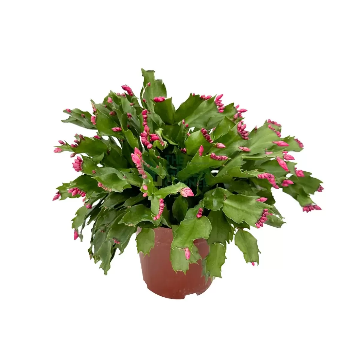 Sale Schlumbergera 'Christmas Cactus' Indoor Plants