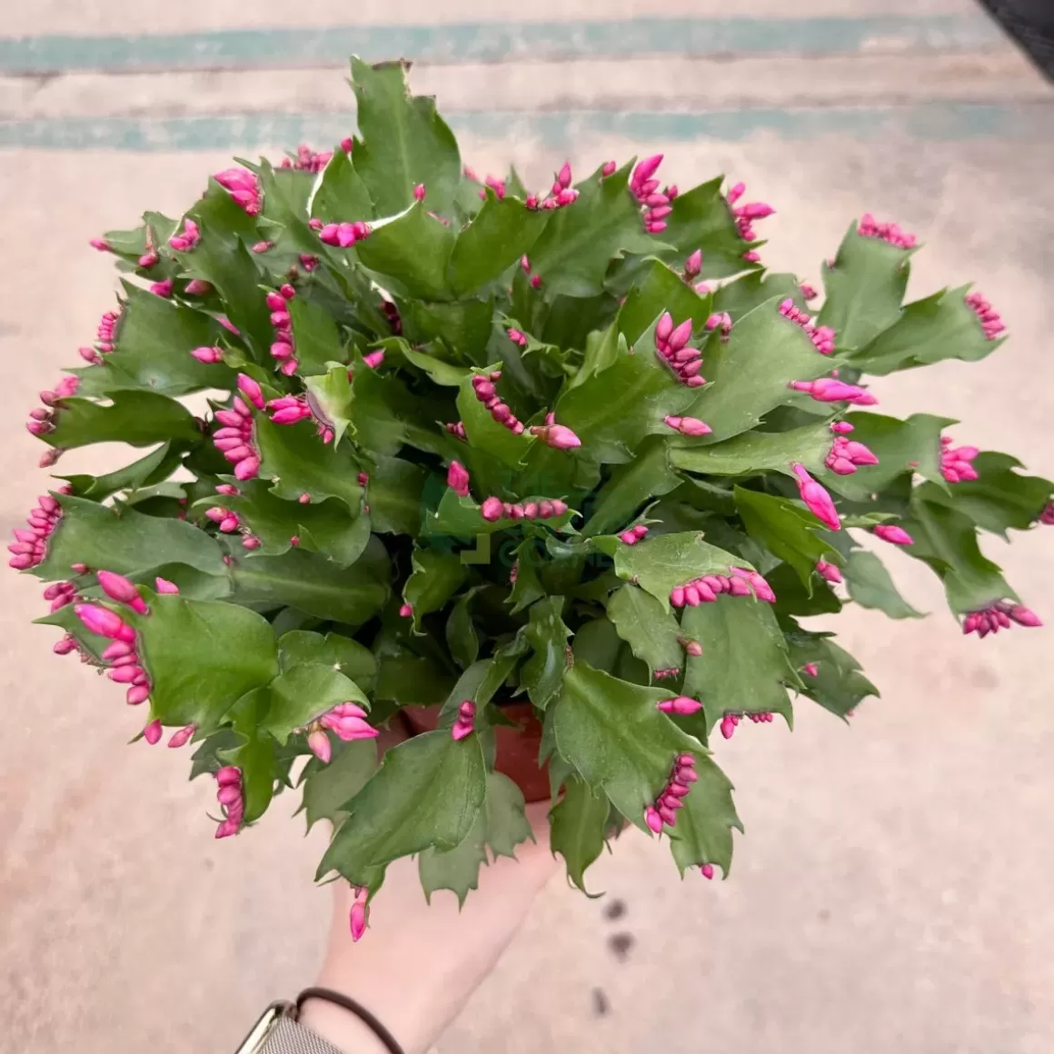 Sale Schlumbergera 'Christmas Cactus' Indoor Plants