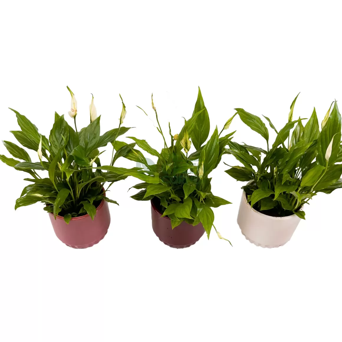 New Spathiphyllum Chopin Indoor Plants