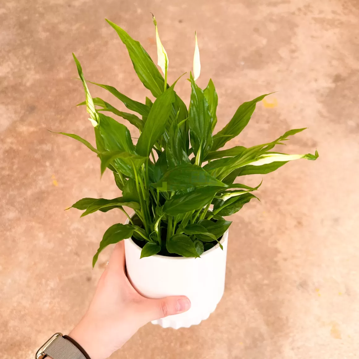 New Spathiphyllum Chopin Indoor Plants
