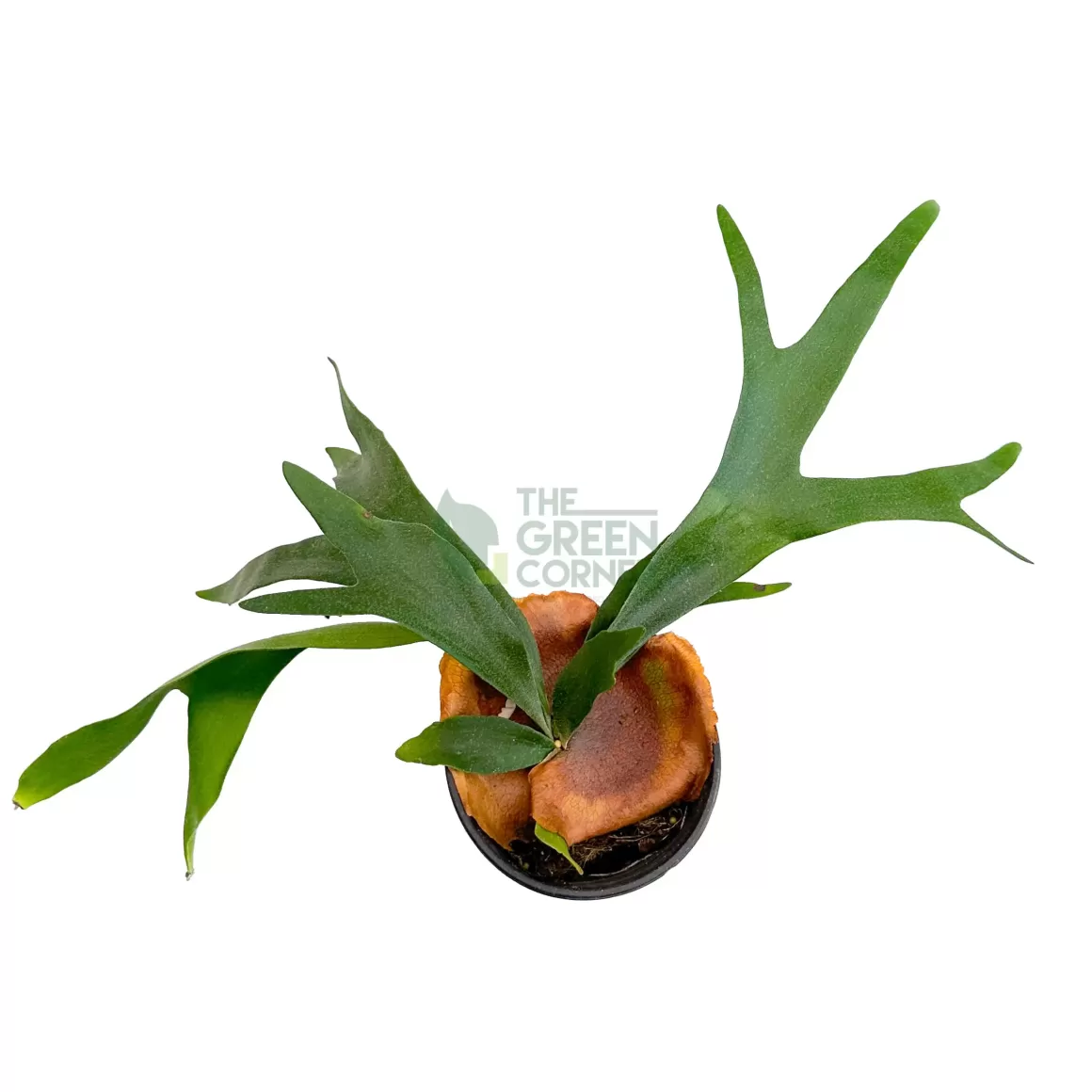 Outlet Staghorn Fern Indoor Plants