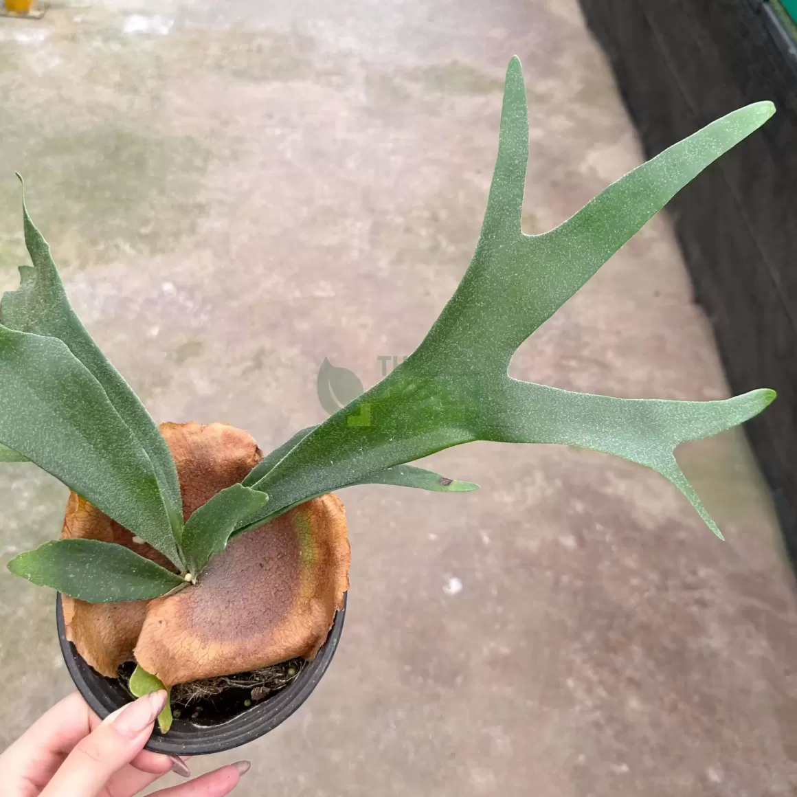 Outlet Staghorn Fern Indoor Plants