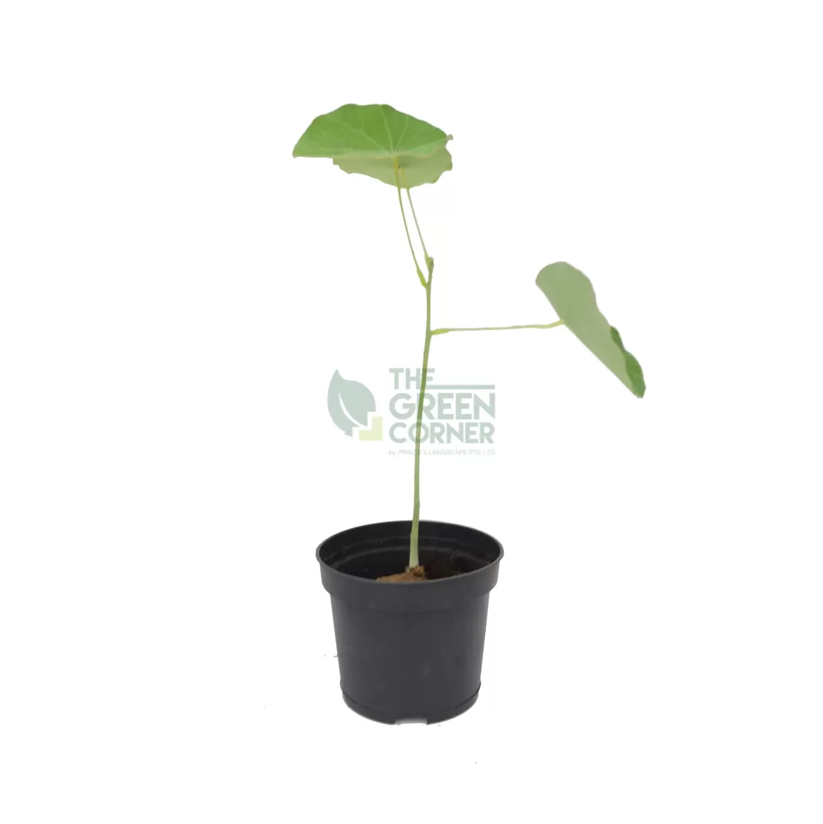 Online Stephania Erecta Indoor Plants