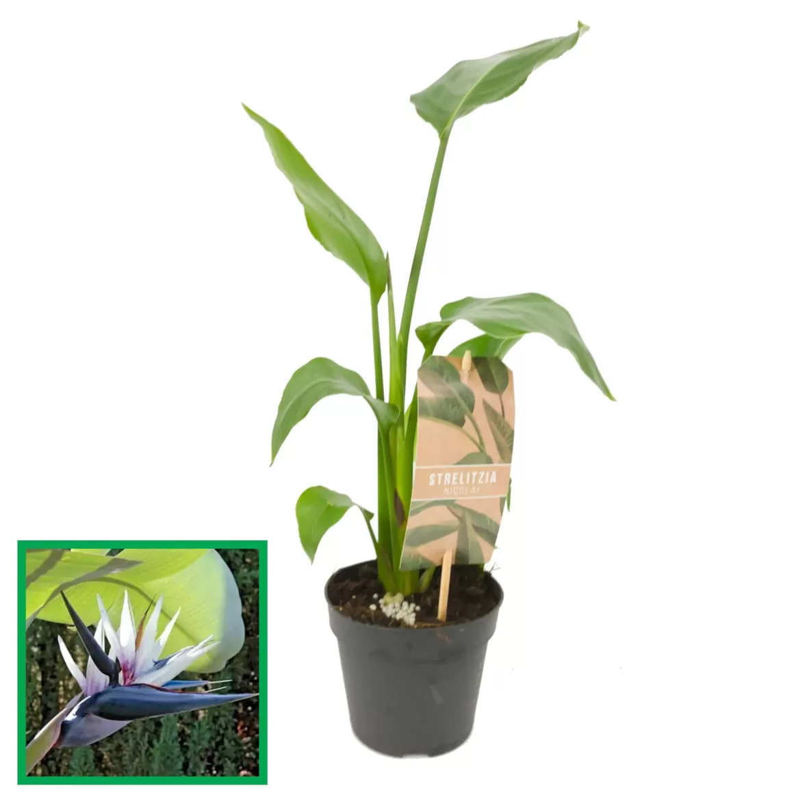 Online Strelitzia Nicolai 'Bird Of Paradise' Indoor Plants
