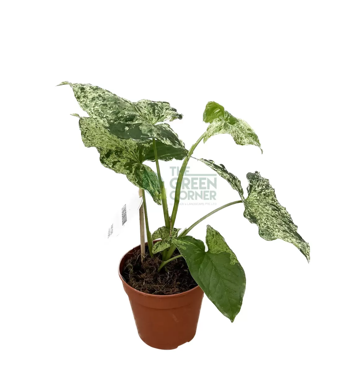 Hot Syngonium Mojito Indoor Plants