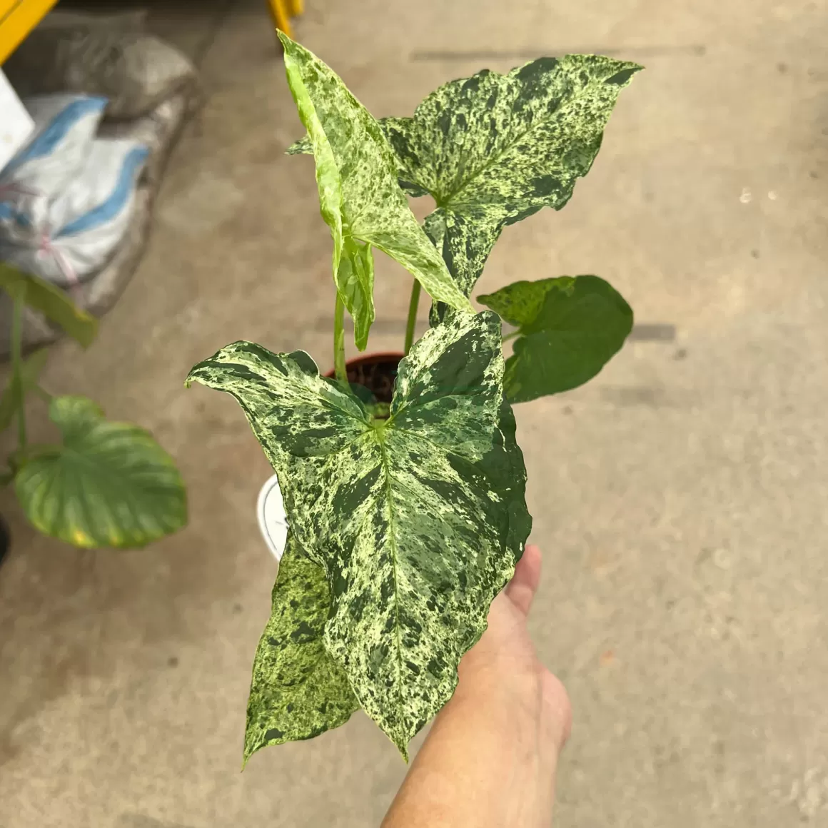 Hot Syngonium Mojito Indoor Plants