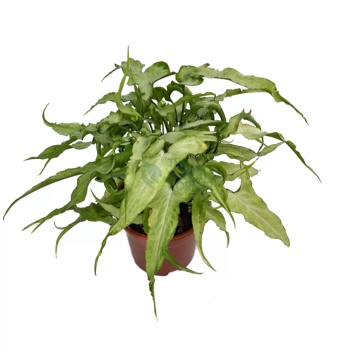 Discount Syngonium Ngern Lai Ma Indoor Plants