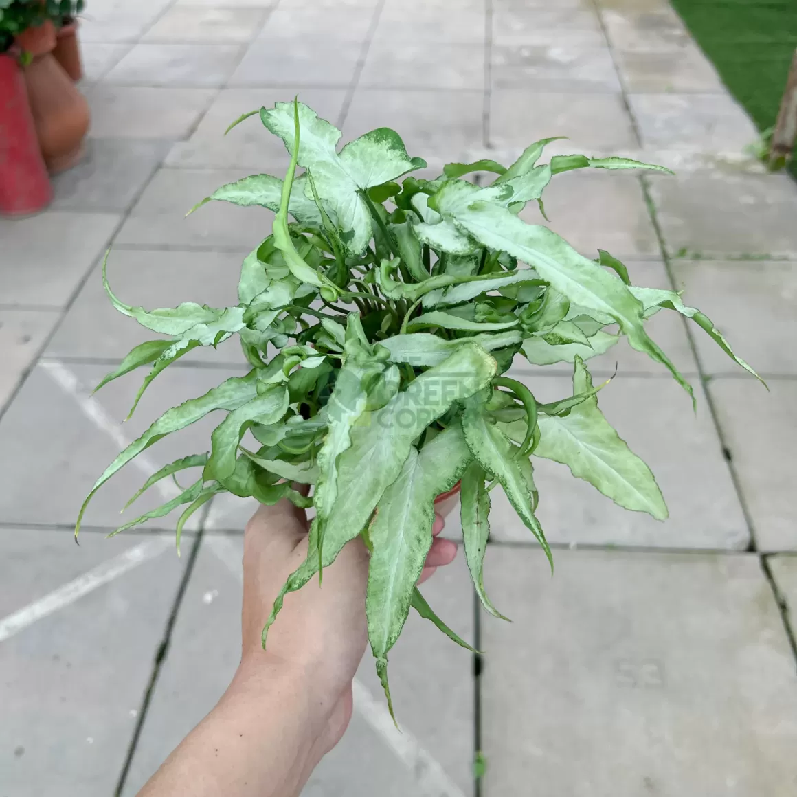 Discount Syngonium Ngern Lai Ma Indoor Plants
