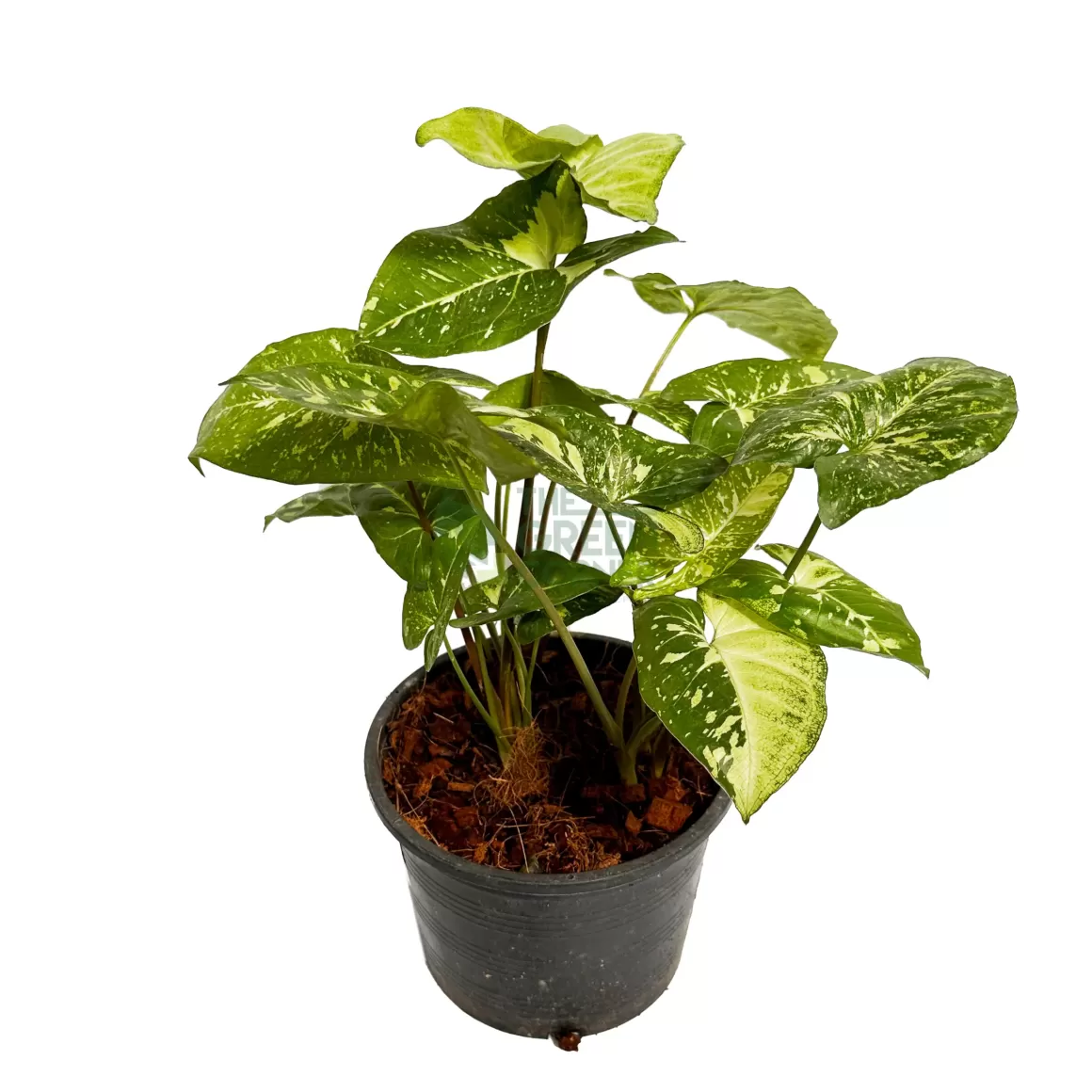 Clearance Syngonium Panda Galaxy Indoor Plants