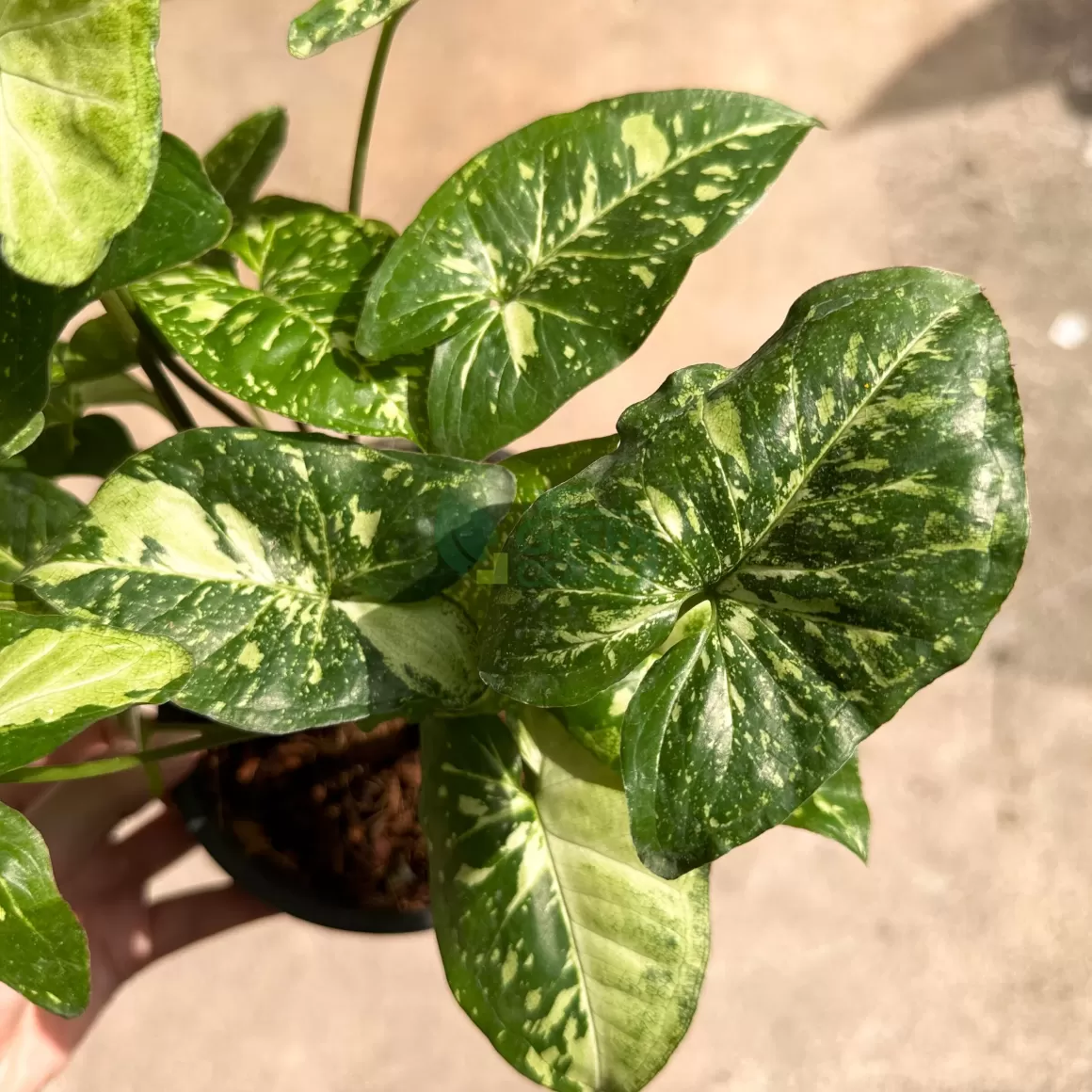 Clearance Syngonium Panda Galaxy Indoor Plants