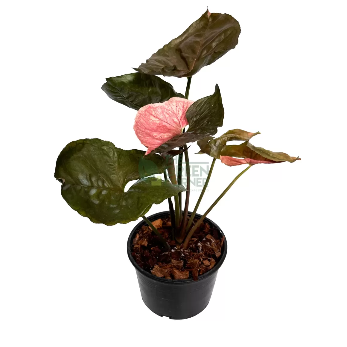 Discount Syngonium Strawberry Ice Indoor Plants