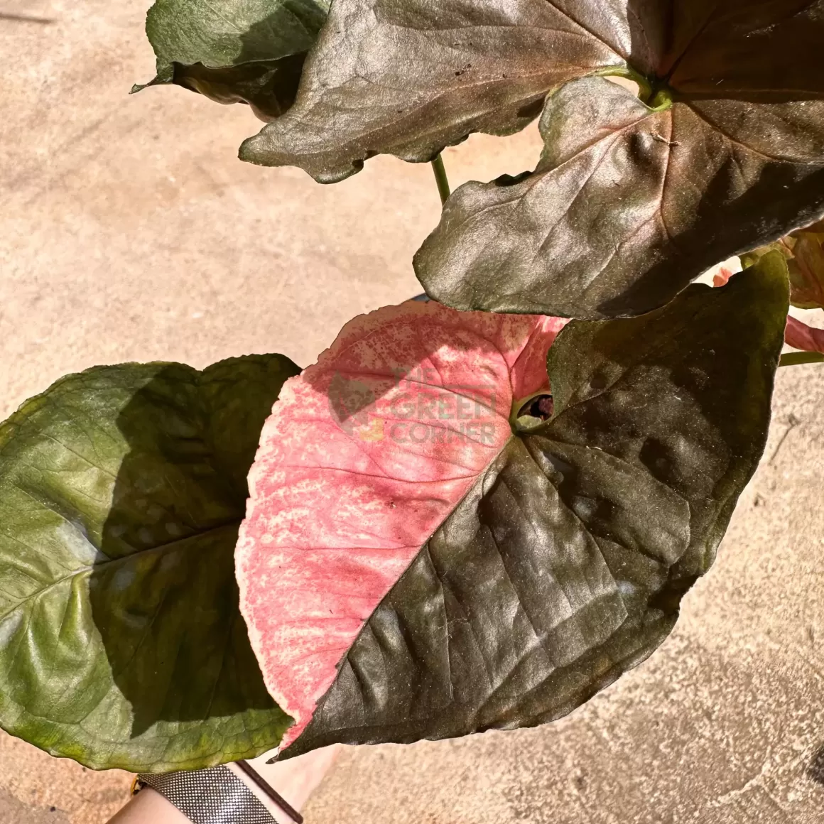 Discount Syngonium Strawberry Ice Indoor Plants
