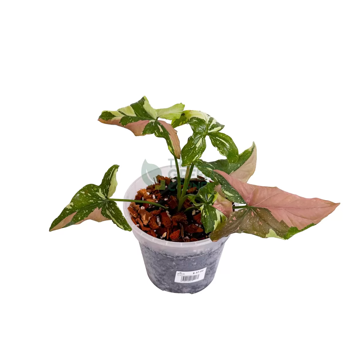 Outlet Syngonium Tricolour Indoor Plants
